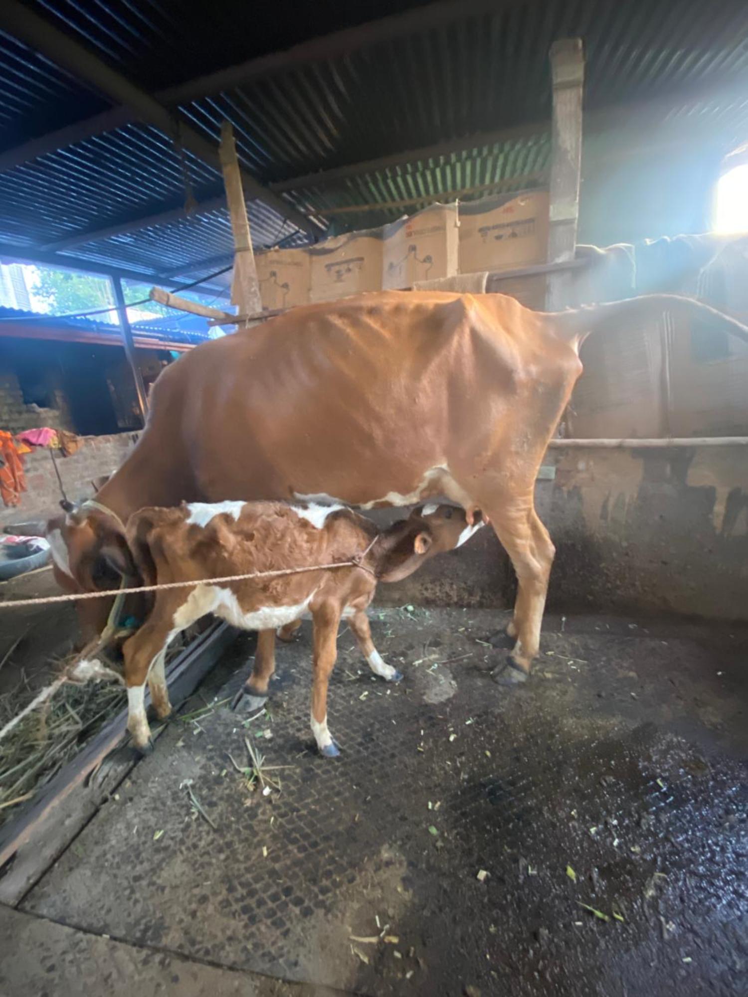 Ingawale Farmhouse 萨塔拉 外观 照片