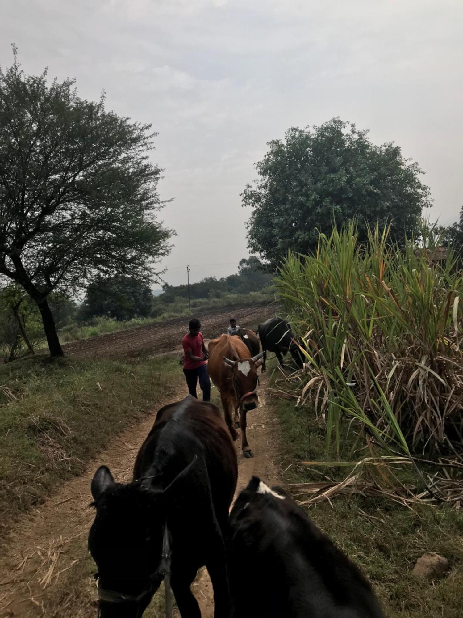 Ingawale Farmhouse 萨塔拉 外观 照片